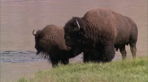 Y buffalo Stock Footage 22652377