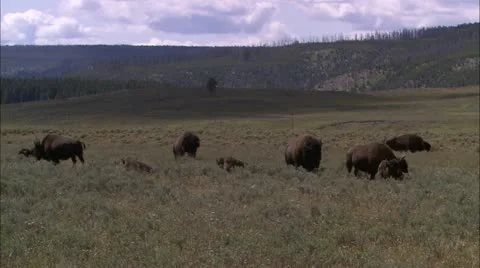 Y buffalo2 Stock Footage 22652516