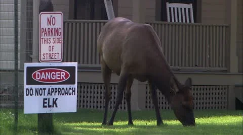 Y elk Video stock 22652799