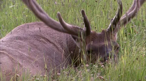 Y elk2 Stock Footage 22652869