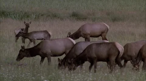 Y elk3 Stock Footage 22652977
