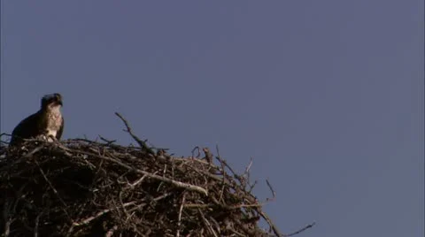 Y osprey Stock Footage 22653284