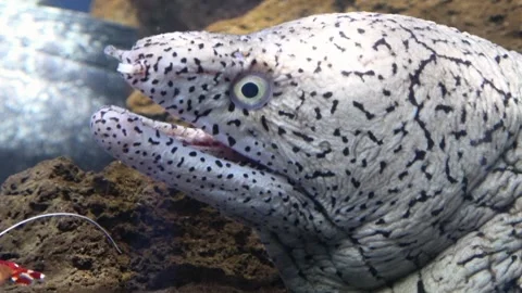 Y-patterned Moray Eel Resting Underwater. 4K  Gymnothorax berndti 库存影片 333366442