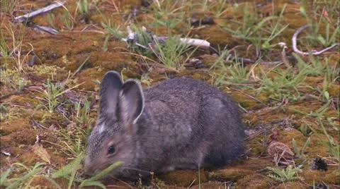 Y rabbit Stock Footage 22653405