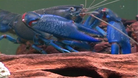 Yabby 스톡 동영상 107110130