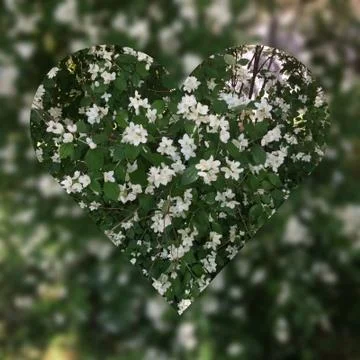 Яблоня Stock Photos