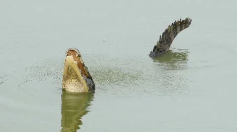Yacare caiman barking vibrating 動画素材 45542552