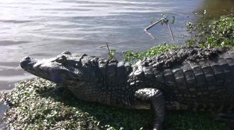 Yacare caiman 库存影片 484315