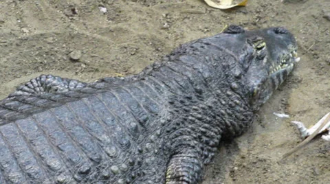 Yacare Caiman Stock Footage 25872307