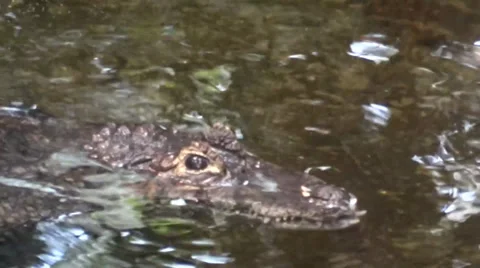 Caiman Stock Footage ~ Royalty Free Stock Videos | Page 9