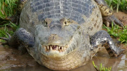 Yacare caiman head, 4k Stock Footage 44750740