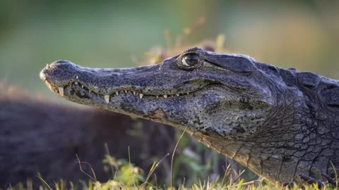 Yacare Caiman Profile in Warm Evening Grassland, Argentina Wetlands Vídeo Stock 341387136