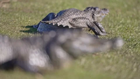 Yacare Caiman Resting on Grass with Second Caiman Softly Out of Focus. Rack Stock Footage 341387036