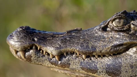 Yacare Caiman Side Profile Close-Up with Teeth and Eye in Focus Stock Footage 337504857