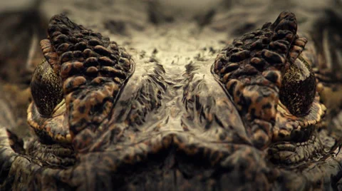 Yacaré diving into the water Stock-Footage 32283843