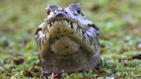 Yacare Stock-Footage 7750424