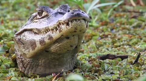 Yacare Stock-Footage 7750443