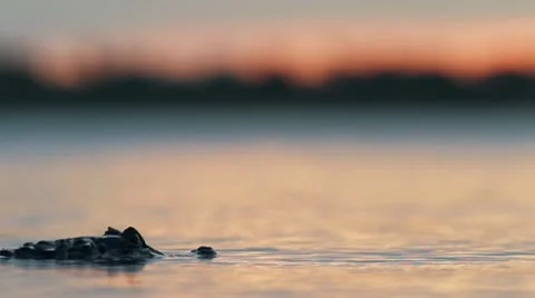 Yacare Stock Footage 9064344