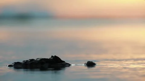 Yacare Stock-Footage 9537440