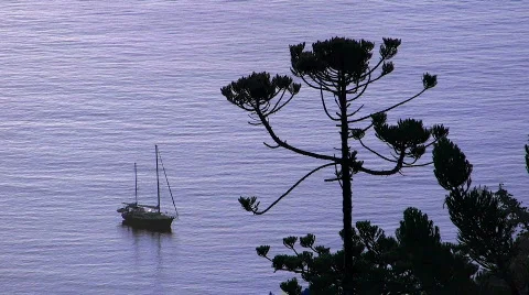 Yacht with tree Stock Footage 555682