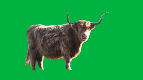 Yack Greenscreen 106 Stock-Footage 198652878