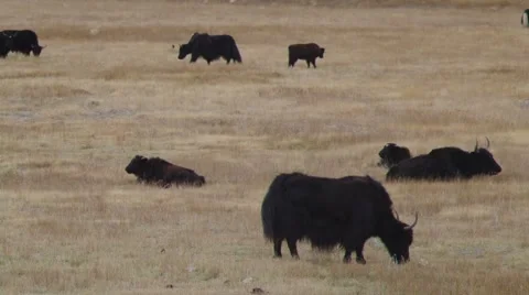 Yacks Eating 2 Stock Footage 882557
