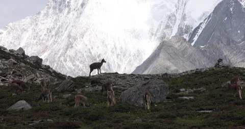Yading deer mxf Stock Footage 256835048
