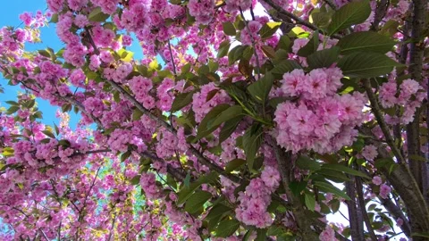 Yaezakura Cherry Blossoms in the Spring 14 Video stock 274176558