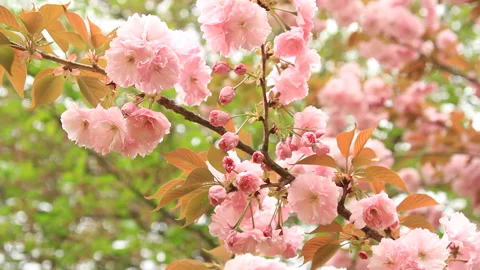 Yaezakura Video stock 327535903