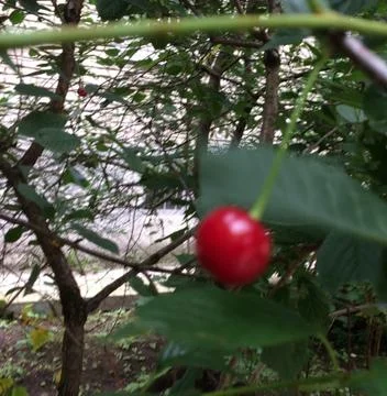 Ягодка Stock Photos