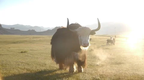 Yak. Cattle grazing in the steppe Stock Footage