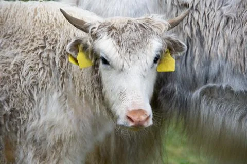 Yak closeup Foto stock