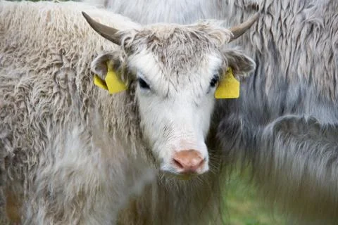 Yak closeup Stock Photos