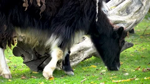 Yak cow grazing Stock Footage 272808656