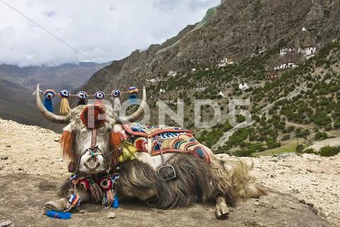 Yak in Drak Yerpa, Tibet, China, Asia Stock Photos
