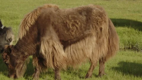 Yak eat grass Stock Footage 280196048