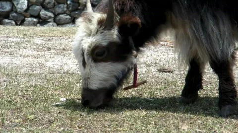 Yak eating grass 2 Stock Footage 491852