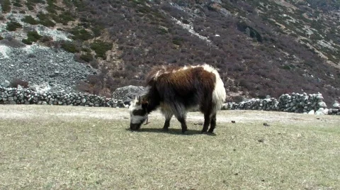 Yak eating grass Stock Footage 491868
