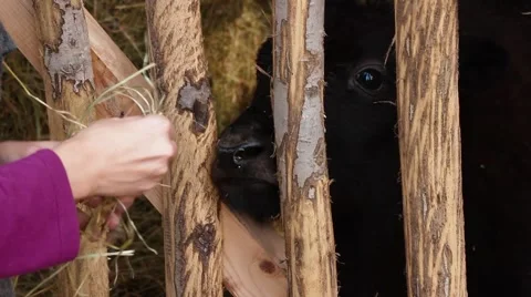 Yak eating hay Stock Footage 43468976