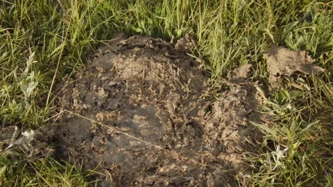 Yak faeces Stock Footage 280192252
