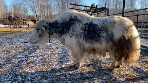 Yak on farm in paddock in winter walks outdoors Stock Footage 293225520