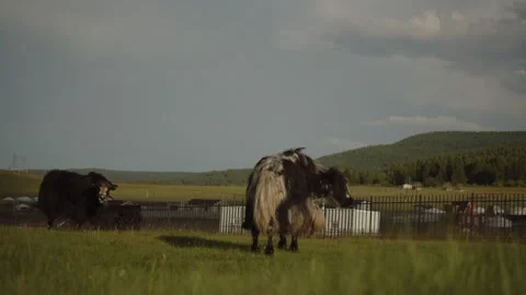 The yak in the field Stock Footage 280192115