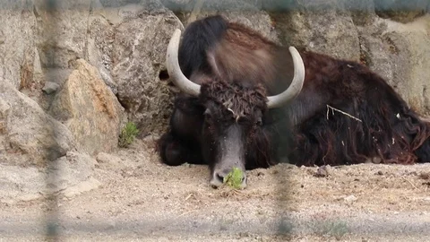 Yak Stock Footage 76234151