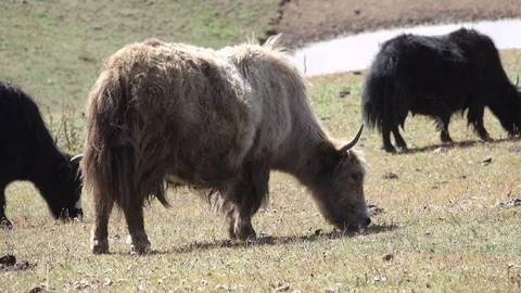 Yak on grass Stock Footage 91823941