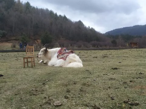Yak on the grass Фото