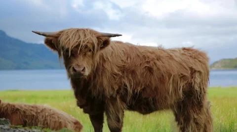 Yak on grassland Stock Footage 65964112