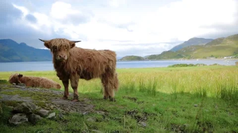 Yak on grassland Stock Footage 65964113