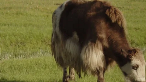 Yak grazes Stock Footage 280196034
