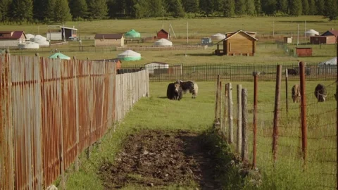 Yak grazes peacefully in a lush Stock Footage 280196027