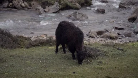 Yak Grazing Beside Mountain Stream in Tawang, Arunachal Pradesh Vídeo Stock 339644143